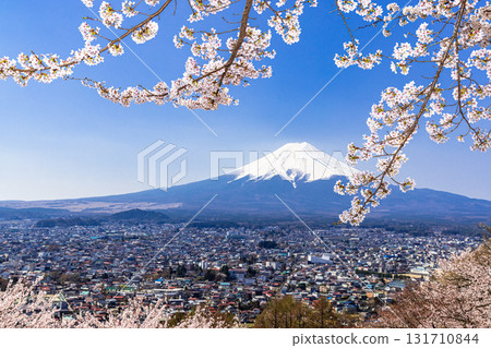 [Yamanashi Prefecture_Fujiyoshida City] Mt. Fuji seen from Arakurayama Sengen Park in spring (April) 131710844