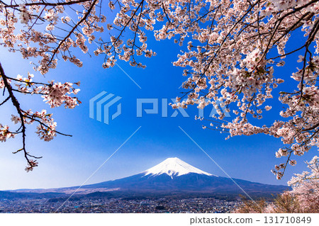 [Yamanashi Prefecture_Fujiyoshida City] Mt. Fuji seen from Arakurayama Sengen Park in spring (April) 131710849