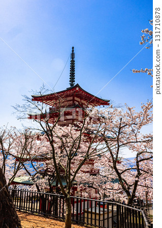 [Yamanashi Prefecture_Fujiyoshida City] Mt. Fuji seen from Arakurayama Sengen Park in spring (April) 131710878