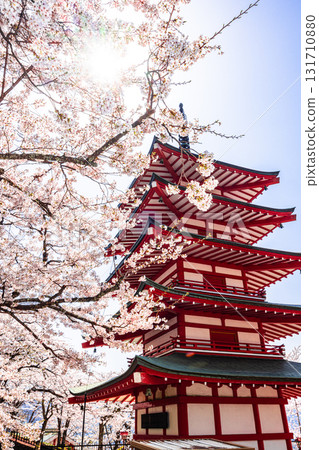 [Yamanashi Prefecture_Fujiyoshida City] Mt. Fuji seen from Arakurayama Sengen Park in spring (April) 131710880
