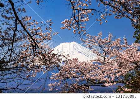 [Yamanashi Prefecture_Fujiyoshida City] Mt. Fuji seen from Arakurayama Sengen Park in spring (April) 131710895