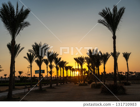 Sunset Between Palm Trees at Marsa Alam Resort Sunset Between Palm Trees at Marsa Alam Resort 131710983