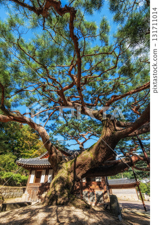 Seokpajeong PIne Tree Seokpajeong PIne Tree 131711014