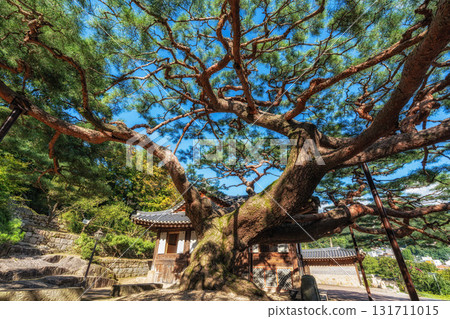 Seokpajeong PIne Tree Seokpajeong PIne Tree 131711015