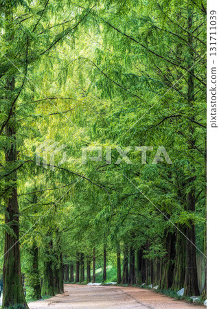 Damyang Metasequoia Road Damyang Metasequoia Road 131711039
