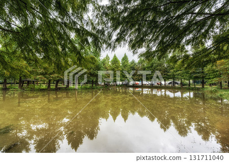 Damyang Metasequoia Road 131711040