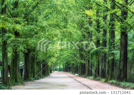 Damyang Metasequoia Road Damyang Metasequoia Road 131711041