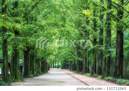 Damyang Metasequoia Road 131711043