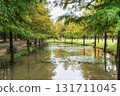 Damyang Metasequoia Road 131711045
