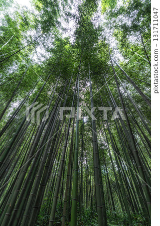 Juknokwon Bamboo Garden 131711047