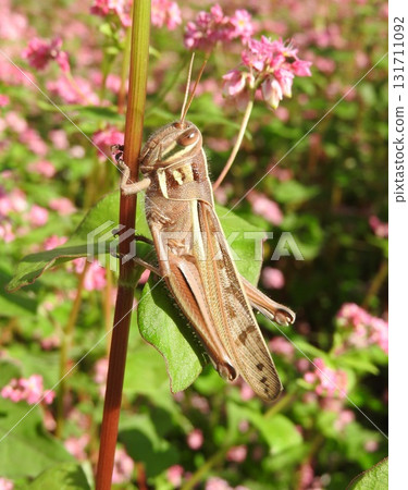一隻蝗蟲棲息在紅蕎麥面上 131711092