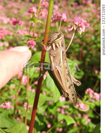 A ground locust resting on red buckwheat noodles 131711093