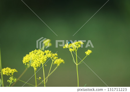 Bonus fish 131711223