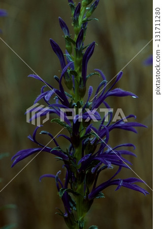 Plants of the Atsumi Peninsula Plants of the Atsumi Peninsula 131711280