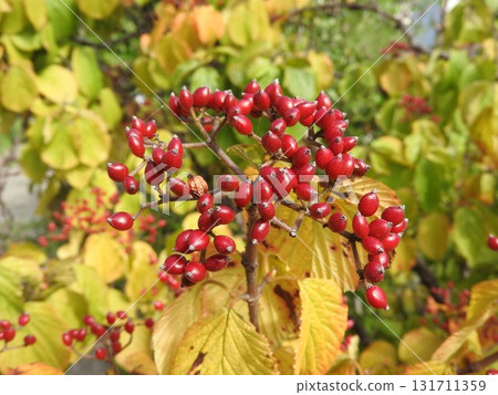 Bright red berries of the Viburnum Bright red berries of the Viburnum 131711359
