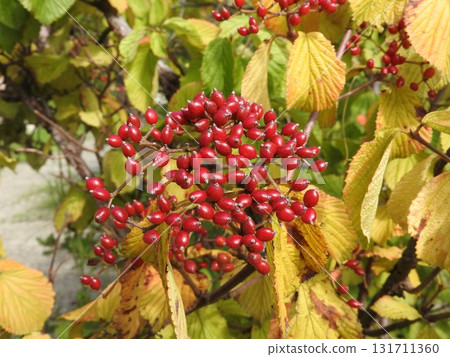 Bright red berries of the Viburnum Bright red berries of the Viburnum 131711360