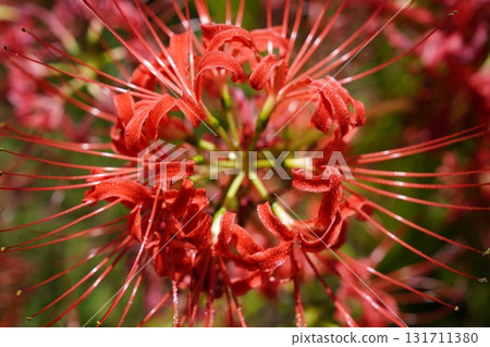 簇生的孤挺花裝飾著秋天的田野 131711380