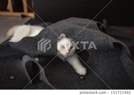 White cat peeking from felt cat cave tunnel White cat peeking from felt cat cave tunnel 131711482