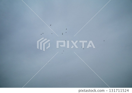 天空 鳥兒 鳥 131711524
