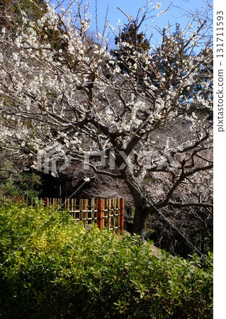 步道兩旁盛開的白梅花[相模原市津久井，3月] 131711593