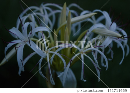 渥美半島的植物 渥美半島的植物 131711669