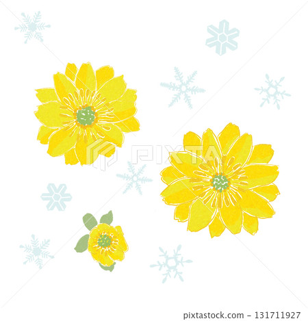 新年之花,阿多尼斯 新年之花,阿多尼斯 131711927
