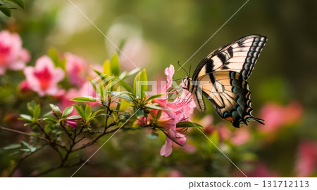 Beautiful butterfly on a pink flower in a spring garden, nature macro photography with soft bokeh Beautiful butterfly on a pink flower in a spring garden, nature macro photography with soft bokeh 131712113