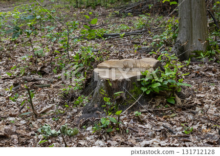 Tree stump surrounded by green vegetation in a wooded area during daylight shows signs of recent logging activity Tree stump surrounded by green vegetation in a wooded area during daylight shows signs of recent logging activity 131712128