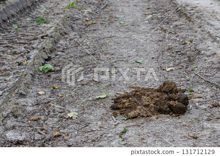 Horse droppings on a dirt trail in a rural area after rainfall in early morning light 131712129