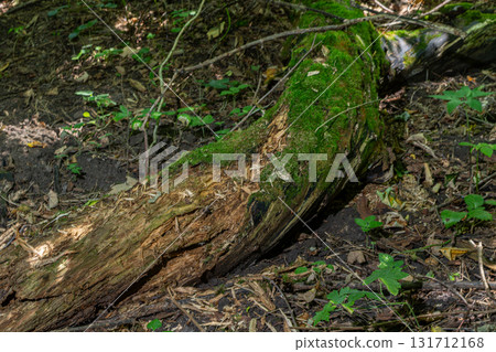 Moss-covered fallen log in a dense forest with green foliage and rich soil illuminated by soft sunlight 131712168