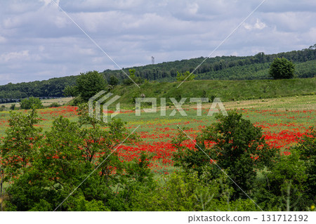 Vibrant poppy field in bloom during late spring under a partly cloudy sky in a rural landscape Vibrant poppy field in bloom during late spring under a partly cloudy sky in a rural landscape 131712192