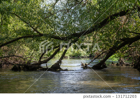 Serenity of a calm river surrounded by lush greenery and arching trees at midday in a tranquil natural setting Serenity of a calm river surrounded by lush greenery and arching trees at midday in a tranquil natural setting 131712203