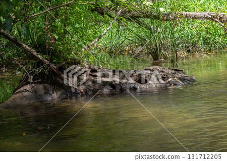 Clear water flows gently around a large log submerged in a tranquil river surrounded by lush greenery on a sunny afternoon Clear water flows gently around a large log submerged in a tranquil river surrounded by lush greenery on a sunny afternoon 131712205