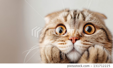 Cute surprised Scottish Fold cat with big round eyes and paws on his face, funny kitten portrait 131712225
