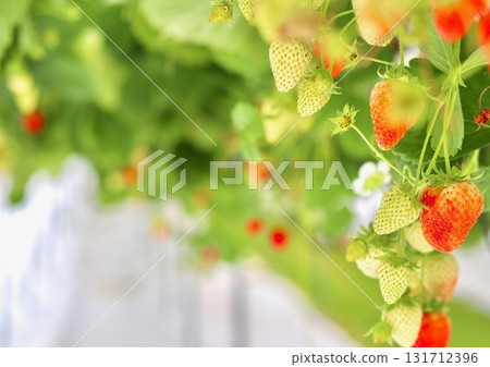 Ripe and unripe strawberries hanging from vines in a modern hydroponic greenhouse or vertical farm, showcasing sustainable and intensive farming. Ripe and unripe strawberries hanging from vines in a modern hydroponic greenhouse or vertical farm, showcasing sustainable and intensive farming. 131712396