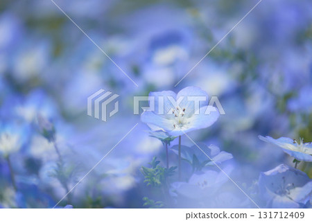 粉蝶花在春天盛開 粉蝶花在春天盛開 131712409