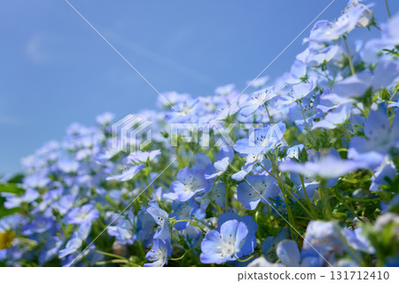 藍天和粉蝶花田 藍天和粉蝶花田 131712410