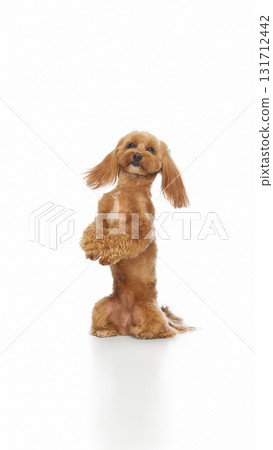 Happy Maltipoo standing upright with playful expression on white background Happy Maltipoo standing upright with playful expression on white background 131712442