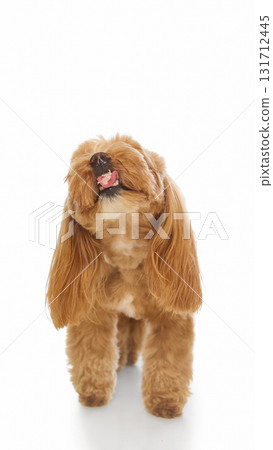 Adorable fluffy Maltipoo eating treat with joyful playful expression 131712445