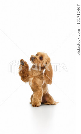 Playful small Maltipoo raising paw with hopeful curious expression 131712467