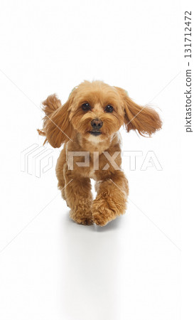 Playful Maltipoo running forward with ears flapping and happy energy 131712472