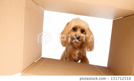 Curious Maltipoo peeking from cardboard box with innocent eyes Curious Maltipoo peeking from cardboard box with innocent eyes 131712518
