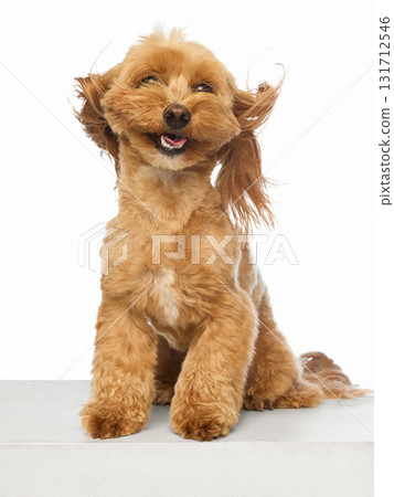 Brown Maltipoo sitting with wind blowing fur and joyful smile Brown Maltipoo sitting with wind blowing fur and joyful smile 131712546