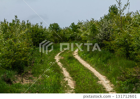Winding dirt path through lush greenery on a tranquil spring day in a vibrant forested area 131712601