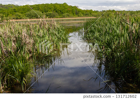 Calm waters reflect the sky in a serene marshland setting surrounded by lush greenery and vibrant vegetation 131712602