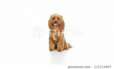Cute Maltipoo dog sitting calmly on white background looking forward Cute Maltipoo dog sitting calmly on white background looking forward 131712607