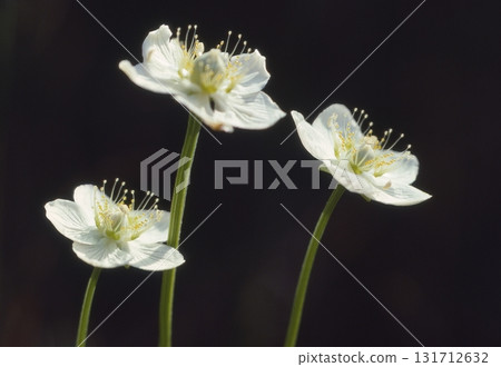 渥美半島的植物 131712632