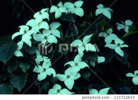 渥美半島的植物 131712633