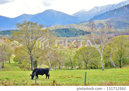 Autumn leaves at Sasaga Mine Ranch in Myoko Kogen, Myoko City, Niigata Prefecture 131712892