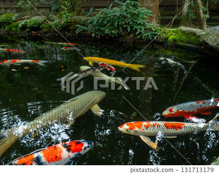 體型巨大、色彩鮮豔的錦鯉 體型巨大、色彩鮮豔的錦鯉 131713179
